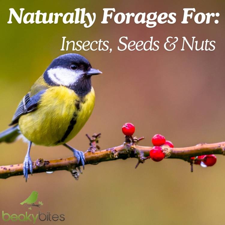 Naturally forages for: